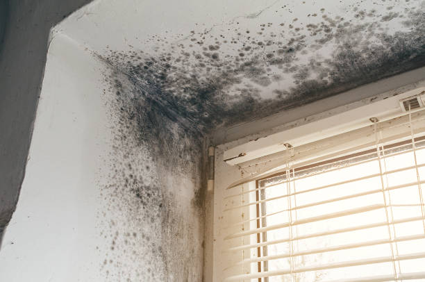 Affordable Commercial Mold Remediation solutions in Marshall, MI