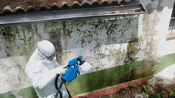 Top rated local Commercial Mold Remediation specialists in Marshall, MI